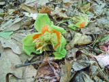 Tulip Poplar flower1649-2.jpg