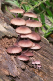 Mycena haematopus1000196.jpg