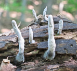 Xylaria polymorpha_0393.jpg