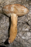 Lactarius_1518.jpg