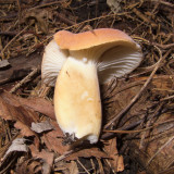 Lactarius hygrophoroides1433.jpg