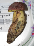 Boletus roseopurpureus1020196.jpg
