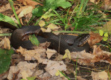 Black snake.JPG