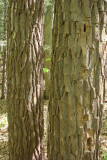 Bark of Sassafras Tree.jpg