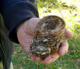 fallen bird nest.jpg