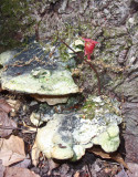 Oxyporus populinus03837.jpg