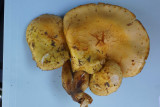 Pholiota limonella00251.jpg