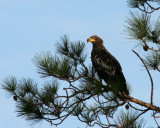 Juvenile Bald Eagle on Hilton Head