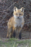 FoxKit