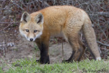 FoxKit