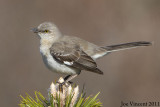 Mockingbird