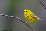 YellowWarbler