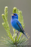 IndigoBunting