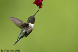 RubythroatedHummingbird