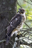 RedShoulderedHawk