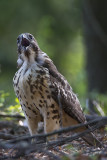 RedShoulderedHawk