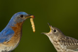 EasternBluebird