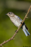 EasternBluebird