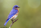 EasternBluebird