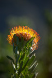 _MG_4810wp750.jpg