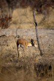 Steenbok