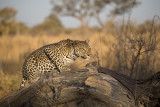 Leopard