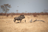 Wildebeest