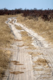 Safari trail