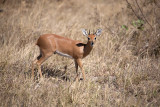 Steenbok