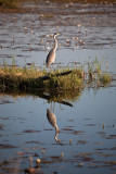 Reflected Heron