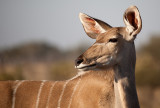 Kudu