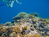 Tusa Dive ~ Cairns
