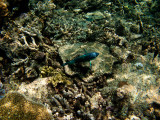 Tusa Dive ~ Cairns