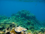 Tusa Dive ~ Cairns