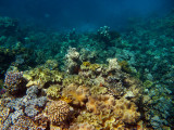 Tusa Dive ~ Cairns