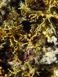 Tusa Dive ~ Cairns