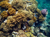 Tusa Dive ~ Cairns