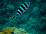 Tusa Dive ~ Cairns