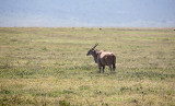 Eland II