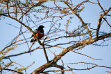 _MG_6517wp750.jpg