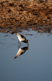 _MG_6525wp750.jpg