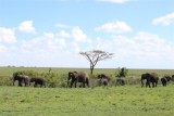 Elephant Herd