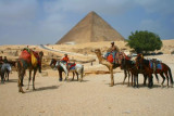 8876 Camels and Pyramids.jpg