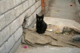 9012 Cute Kitten Cairo.jpg