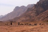 9383 Bedouin goat herders.jpg