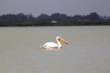 0457 Pelican Lake Tana.jpg