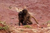 0894 Baby Baboons.jpg