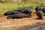 2953 Hippos Mara River.jpg