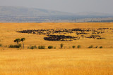 3008 Migrating Wildebeest Maasai.jpg