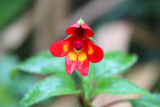 5603 Red Flower Mount Kili.jpg